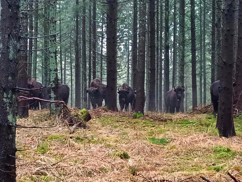 Go dap 2024 Stowarzyszenie Mi o nik w ubr w